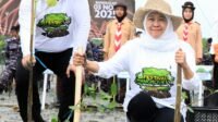 Gubernur Khofifah Tanam Mangrove